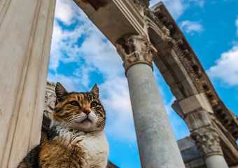 Cats of Ephesus