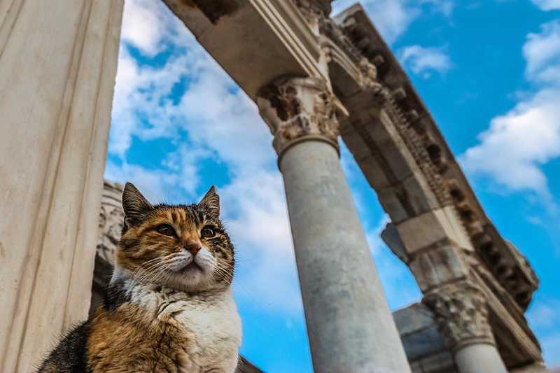 Cats of Ephesus